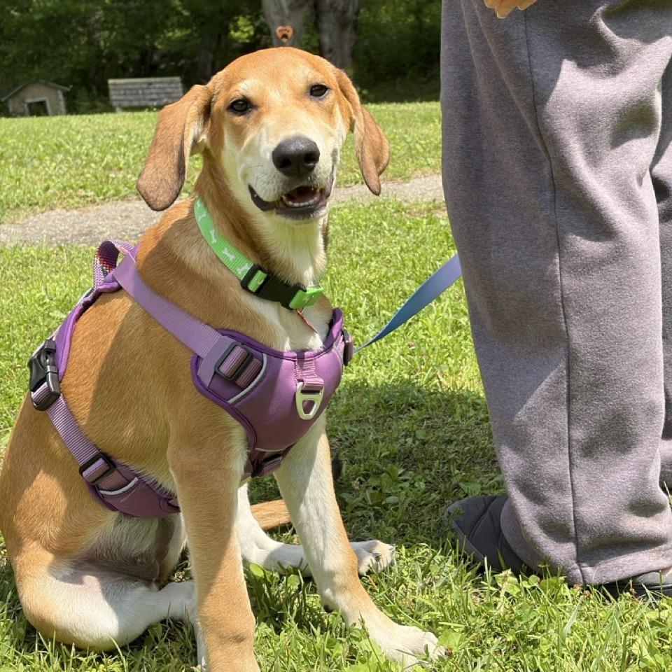 Elke, a Adoptable mixed breed in Sparta, NJ image 2/6