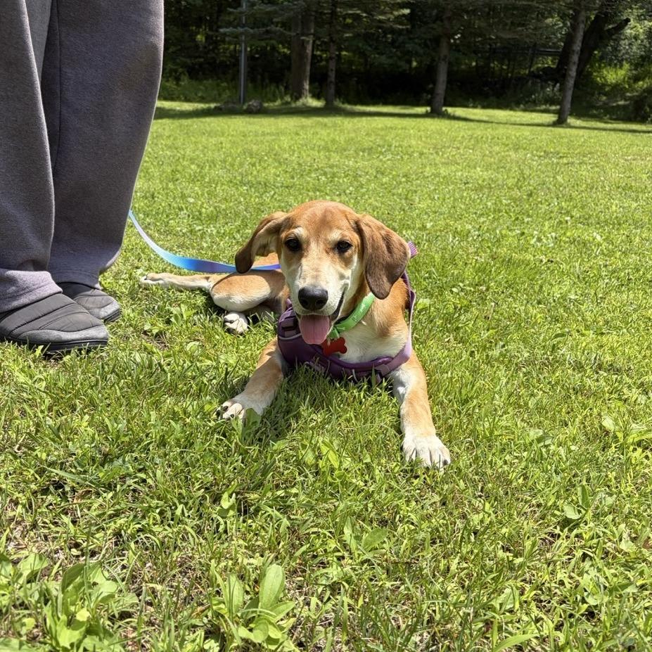 Elke, a Adoptable mixed breed in Sparta, NJ image 3/6