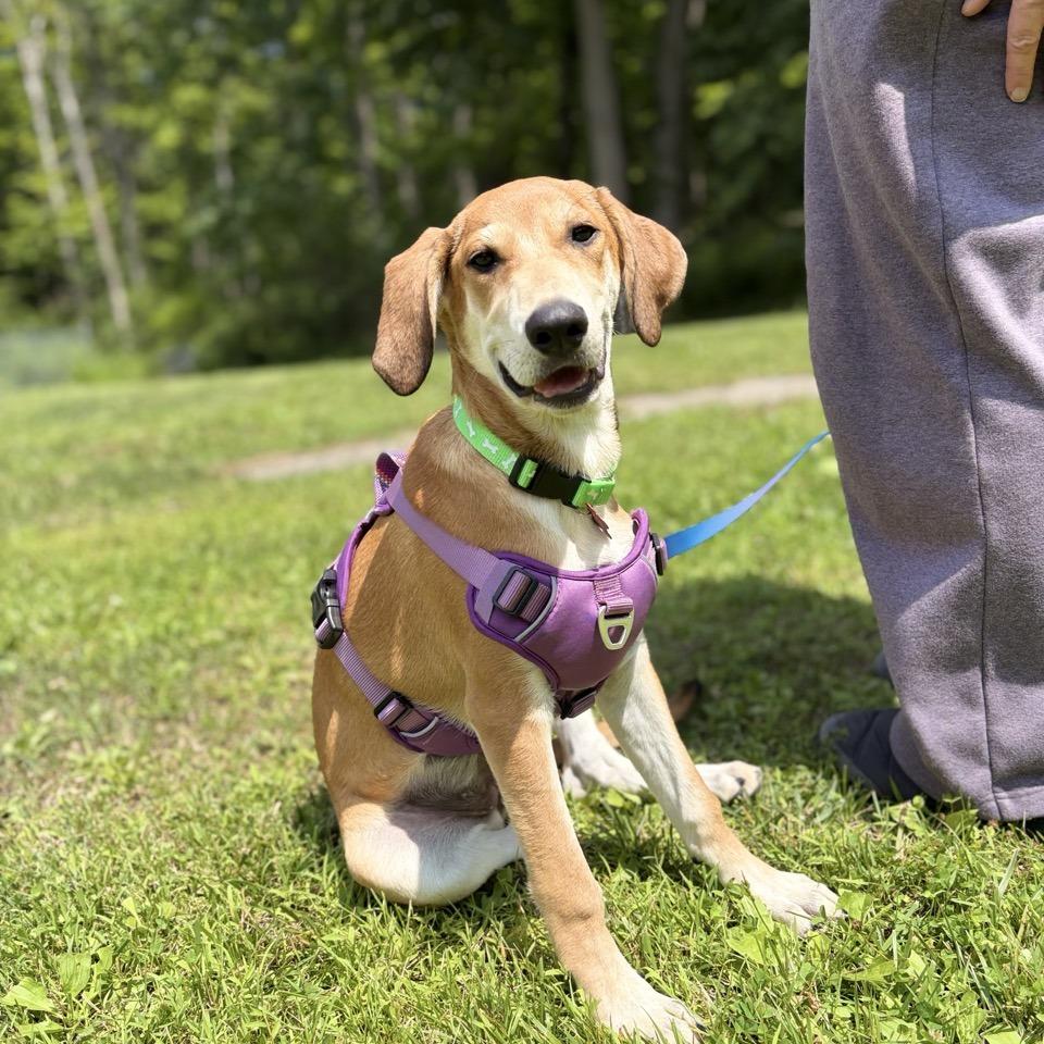 Elke, a Adoptable mixed breed in Sparta, NJ image 4/6