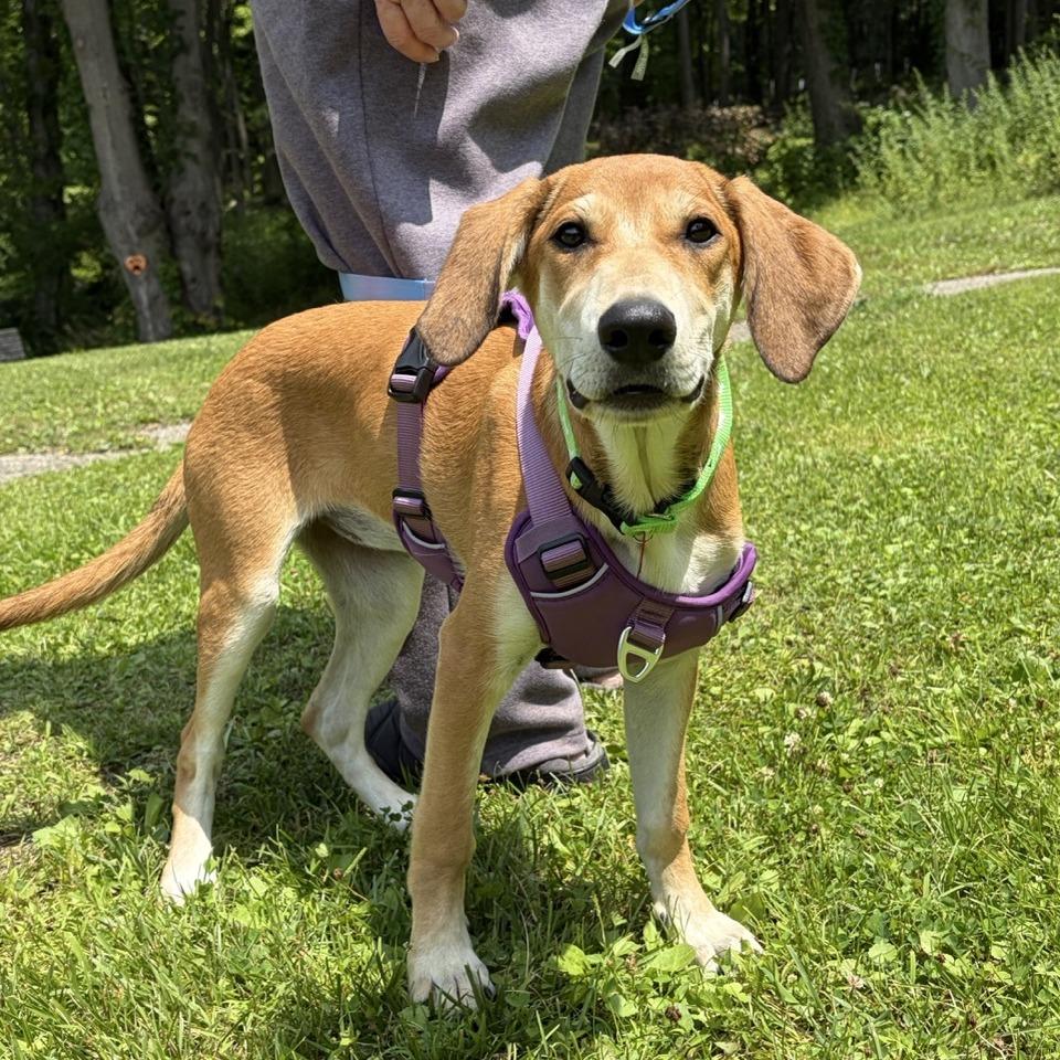 Elke, a Adoptable mixed breed in Sparta, NJ image 5/6