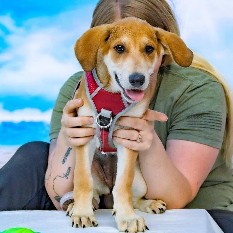 Elke, a Adoptable mixed breed in Sparta, NJ image 6/6