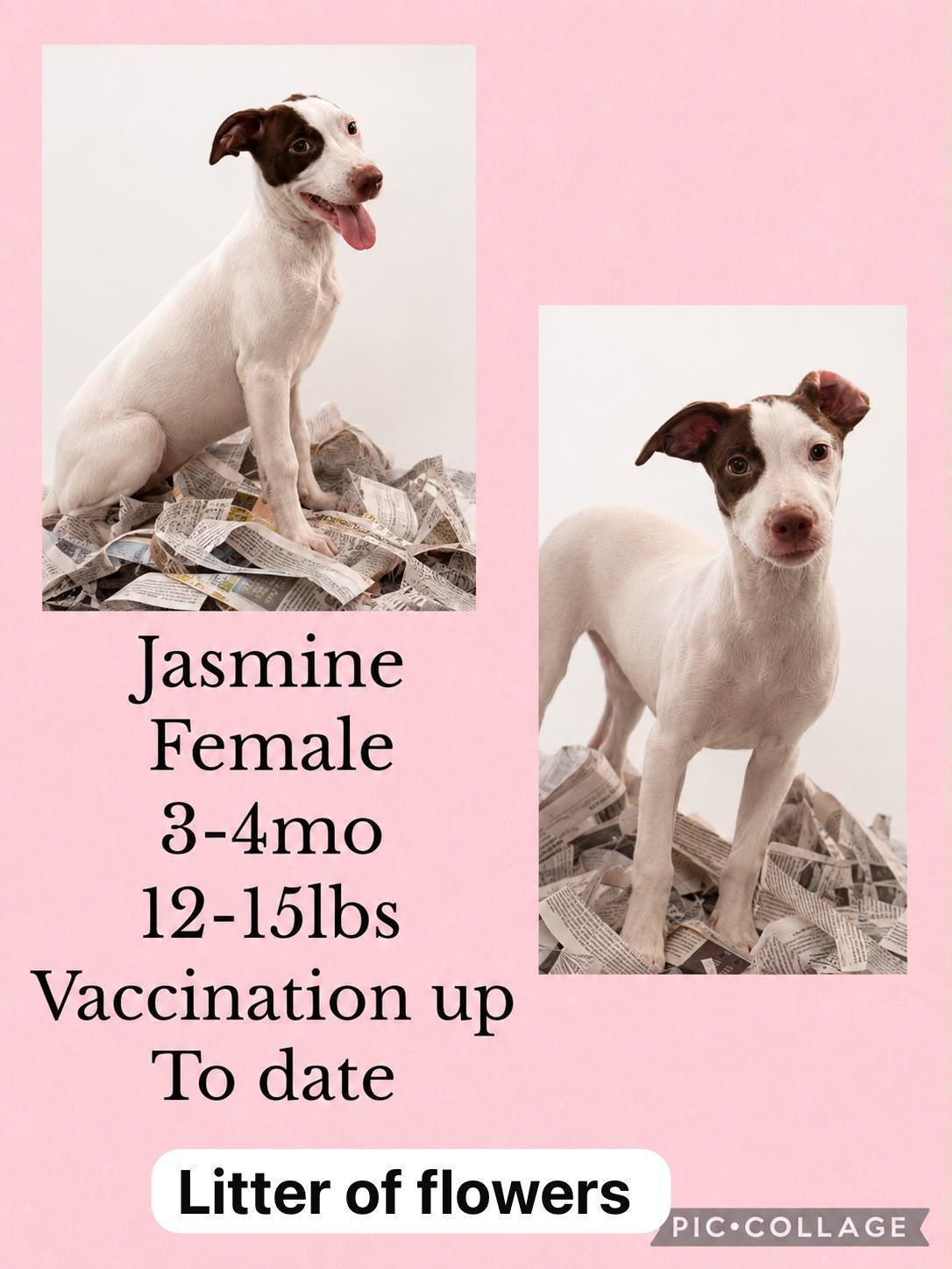Jasmine, Adoptable, Young Female Whippet & Labrador Retriever.