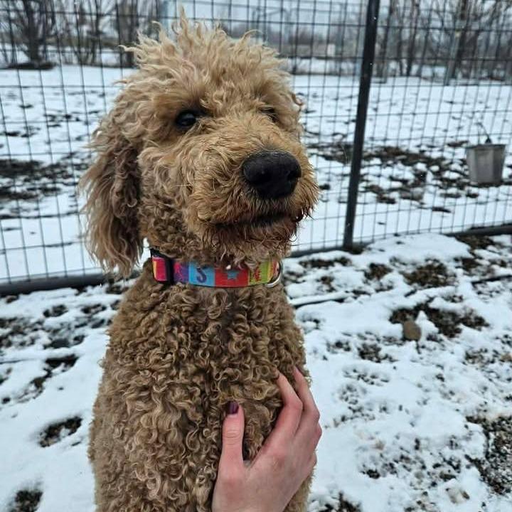 Duke, Adoptable, Adult Male Standard Poodle.