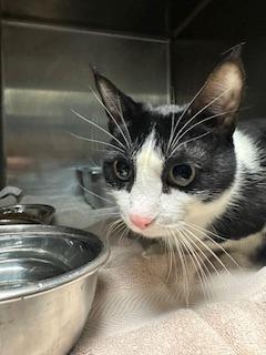 Enlarge Zac, a Adoptable mixed breed in Sherwood, AR image 1/1