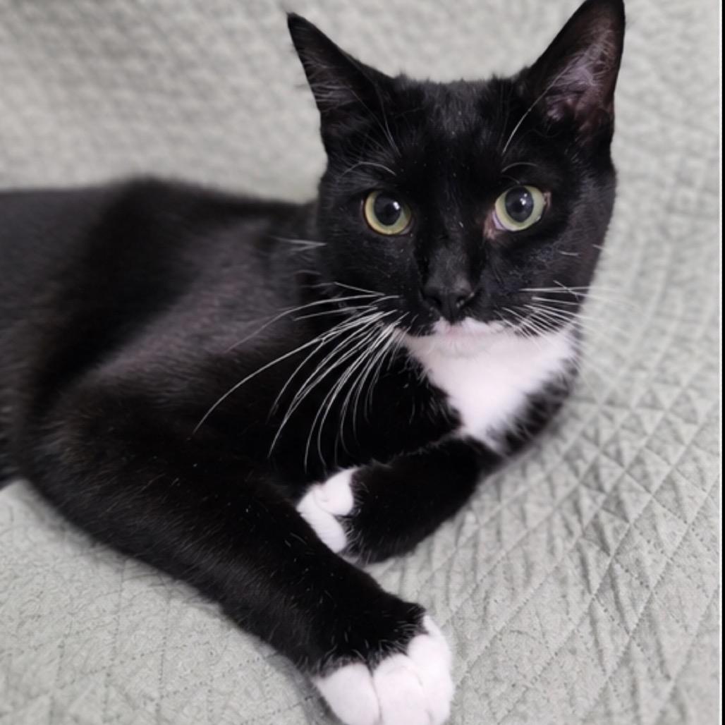 Ramona, Adoptable, Young Female Domestic Short Hair.