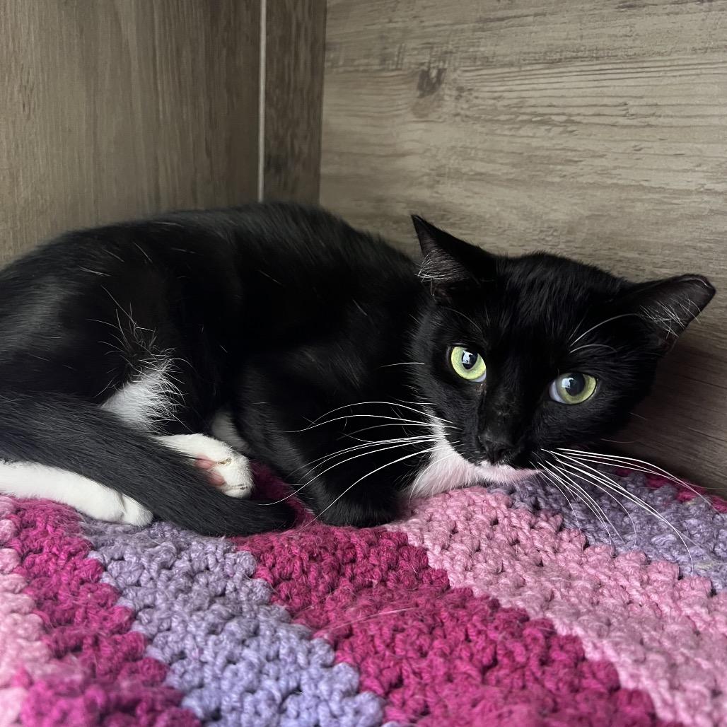 Enlarge Ramona, a Adoptable Domestic Short Hair in Boston, MA image 2/2