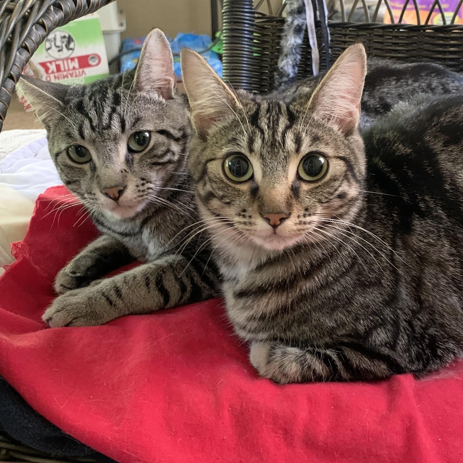 Enlarge Ollie, a Adoptable Domestic Short Hair in Shingletown, CA image 2/6