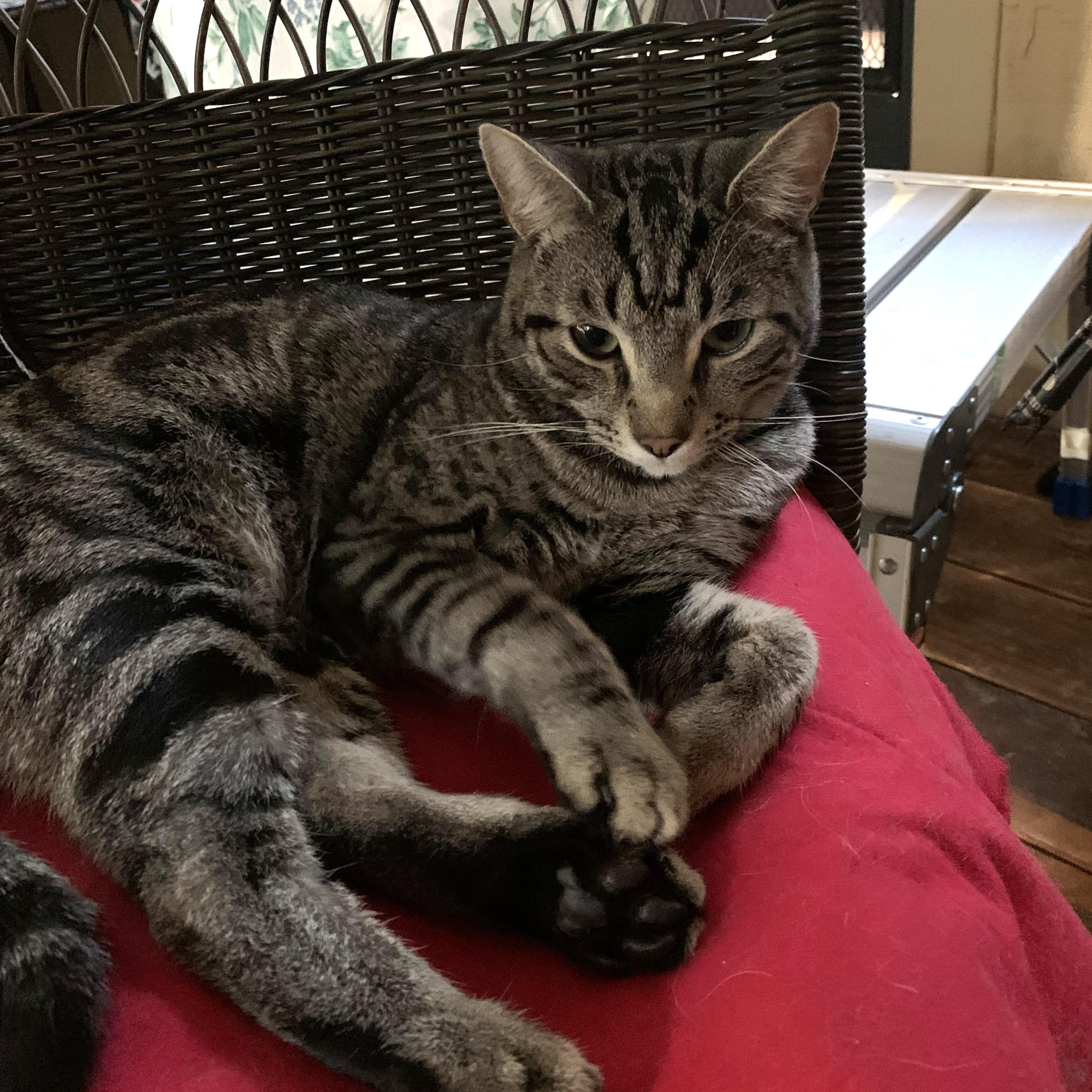 Enlarge Ollie, a Adoptable Domestic Short Hair in Shingletown, CA image 4/6