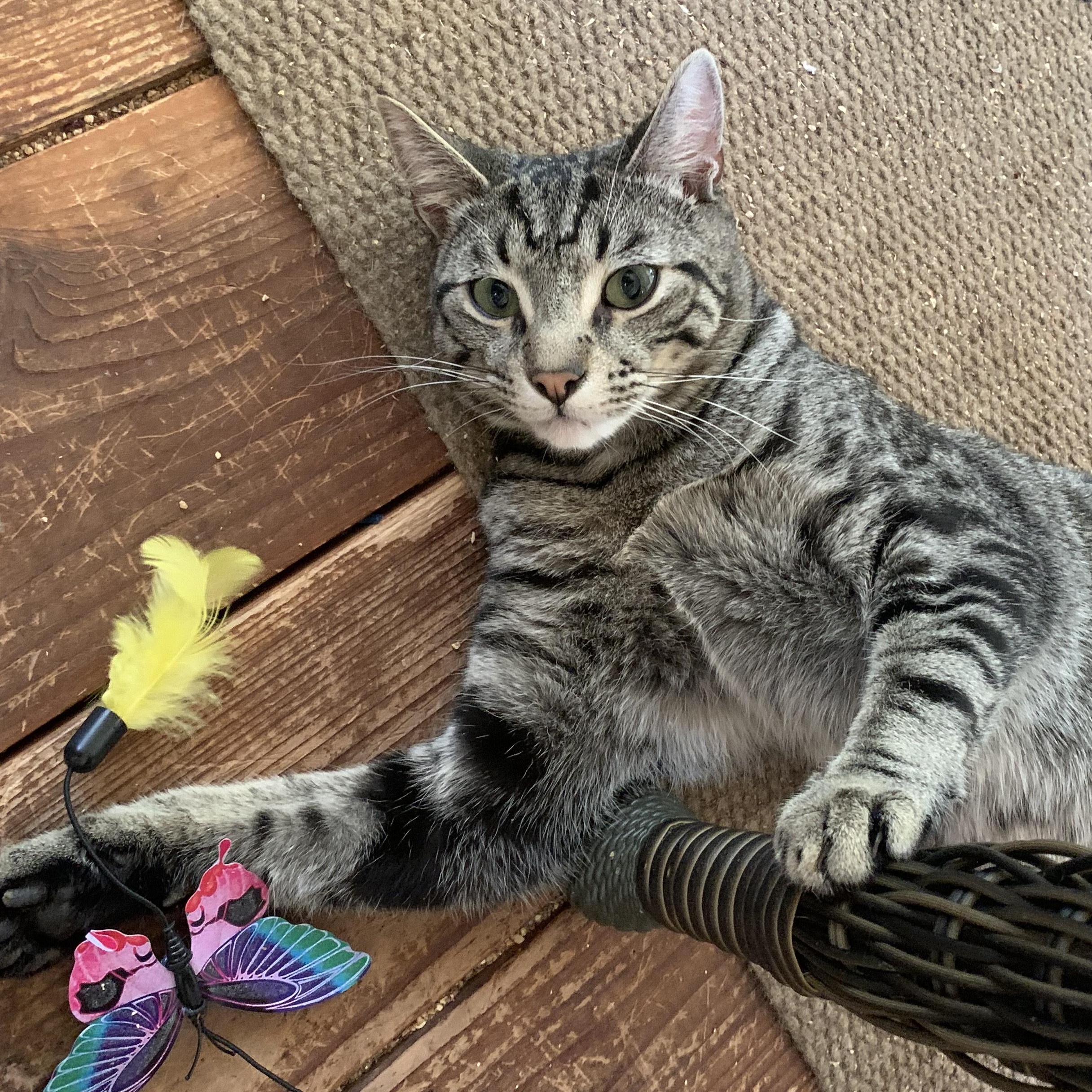 Enlarge Ollie, a Adoptable Domestic Short Hair in Shingletown, CA image 3/6