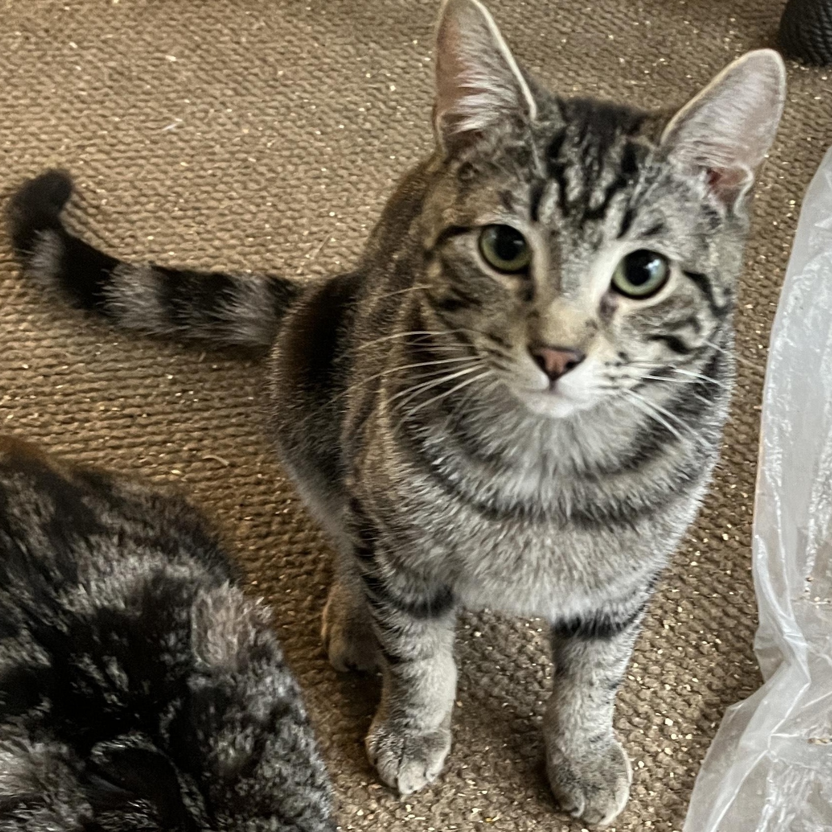 Ollie, Adoptable, Young Male Domestic Short Hair.