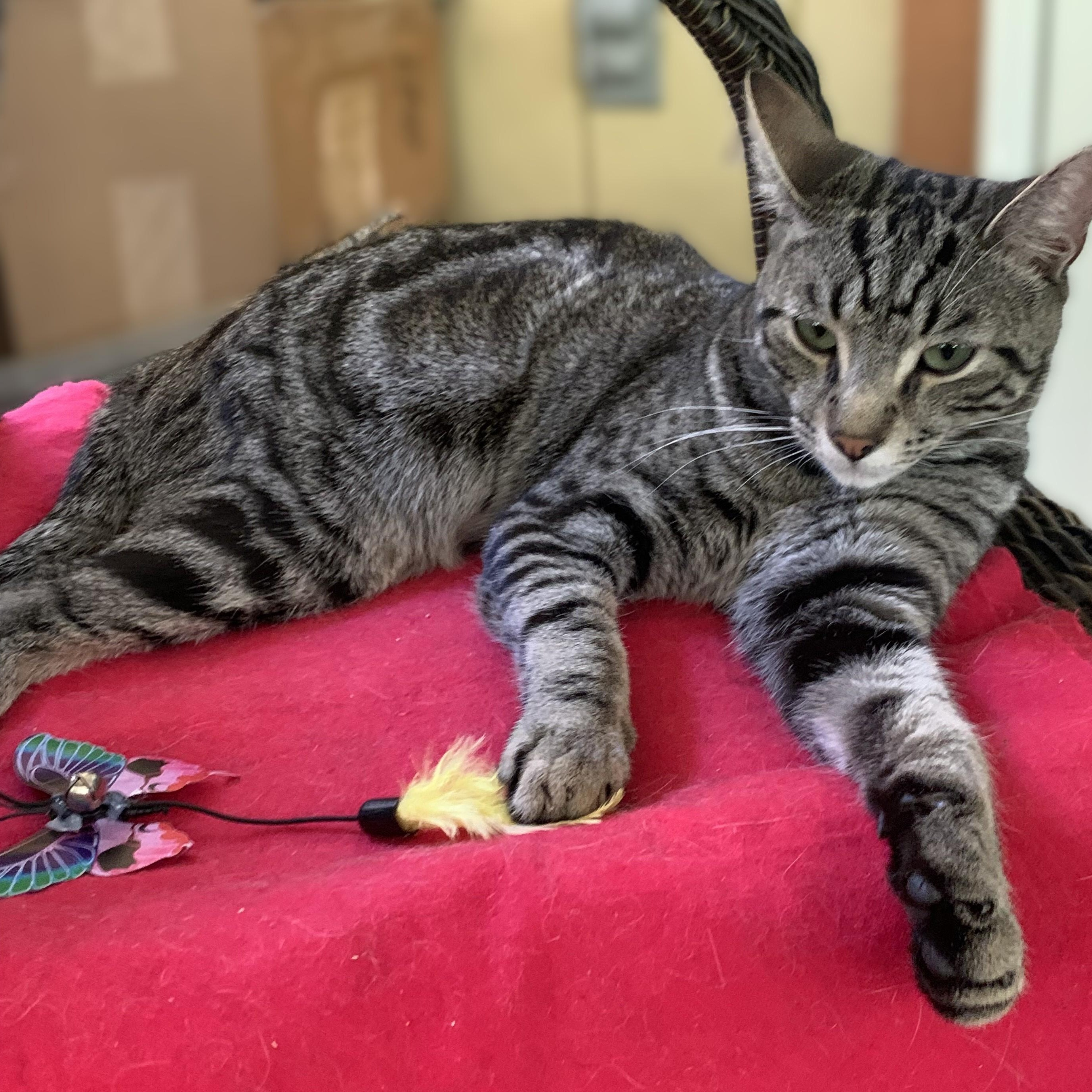 Enlarge Ollie, a Adoptable Domestic Short Hair in Shingletown, CA image 6/6