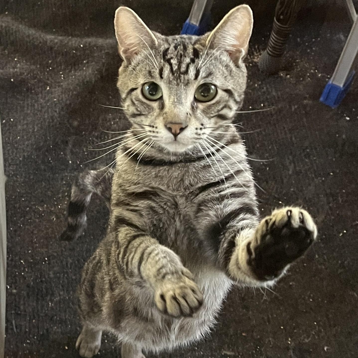 Enlarge Ollie, a Adoptable Domestic Short Hair in Shingletown, CA image 6/6