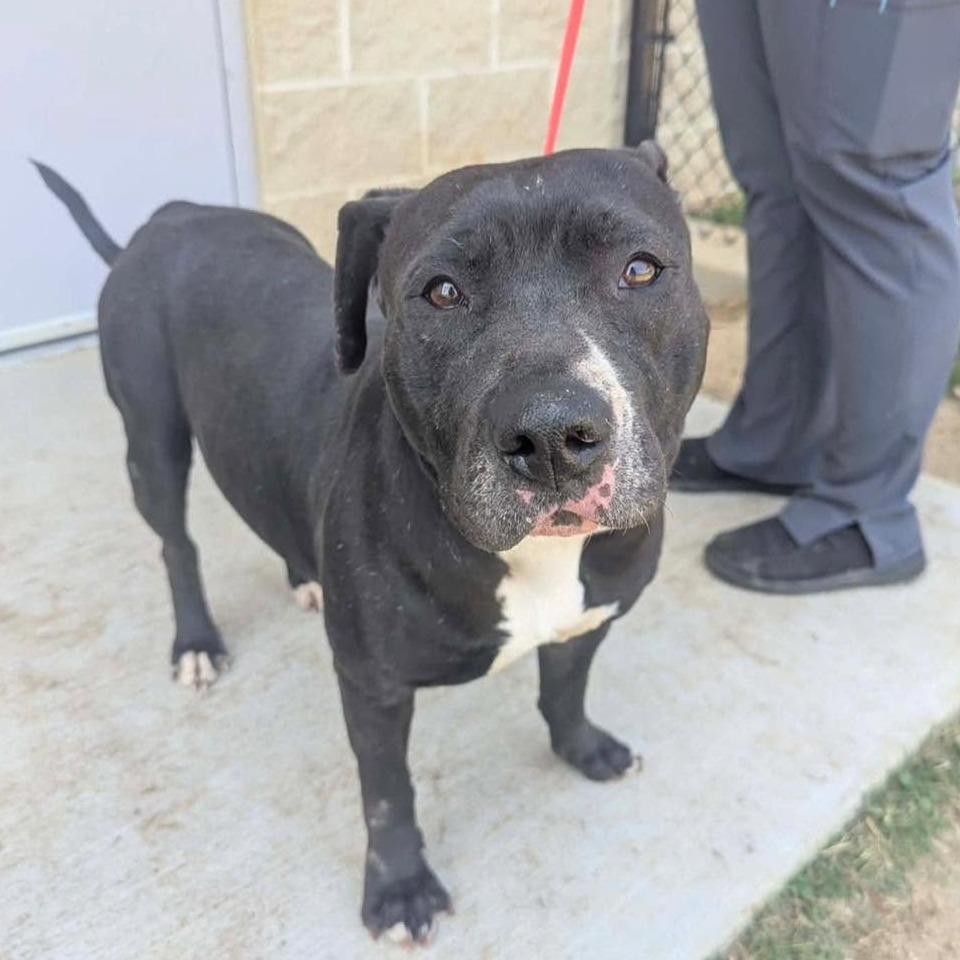 MILLY  ADOPTED!, Adoptable, Adult Female Mixed Breed.