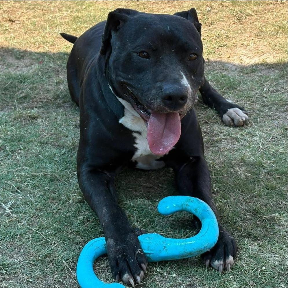 Enlarge MILLY  ADOPTED!, a Adoptable Mixed Breed in Nashville, NC image 2/2