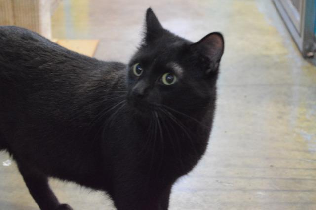 Gustav, Adoptable, Senior Male Domestic Short Hair.