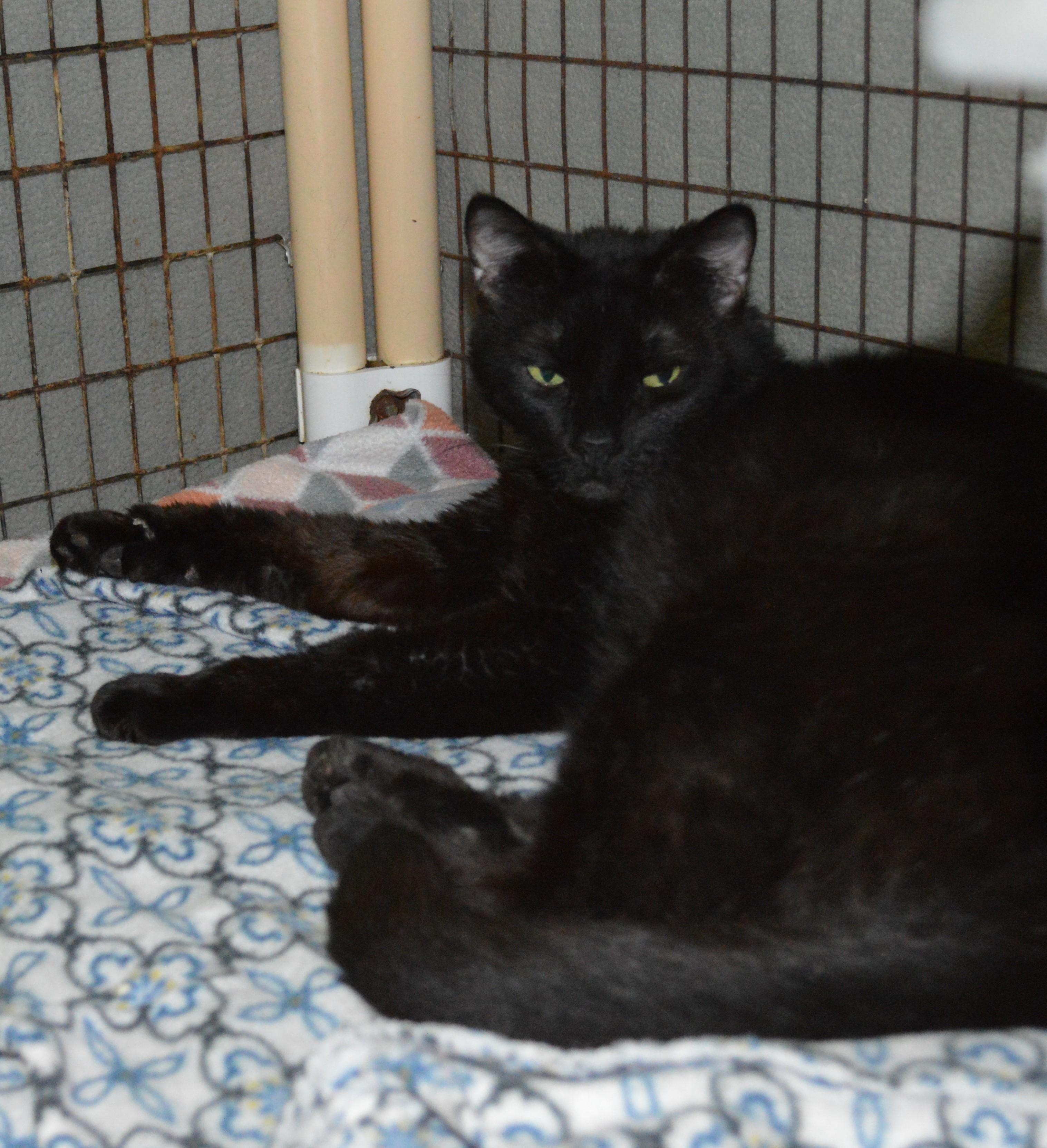 Gustav, Adoptable, Senior Male Domestic Short Hair.