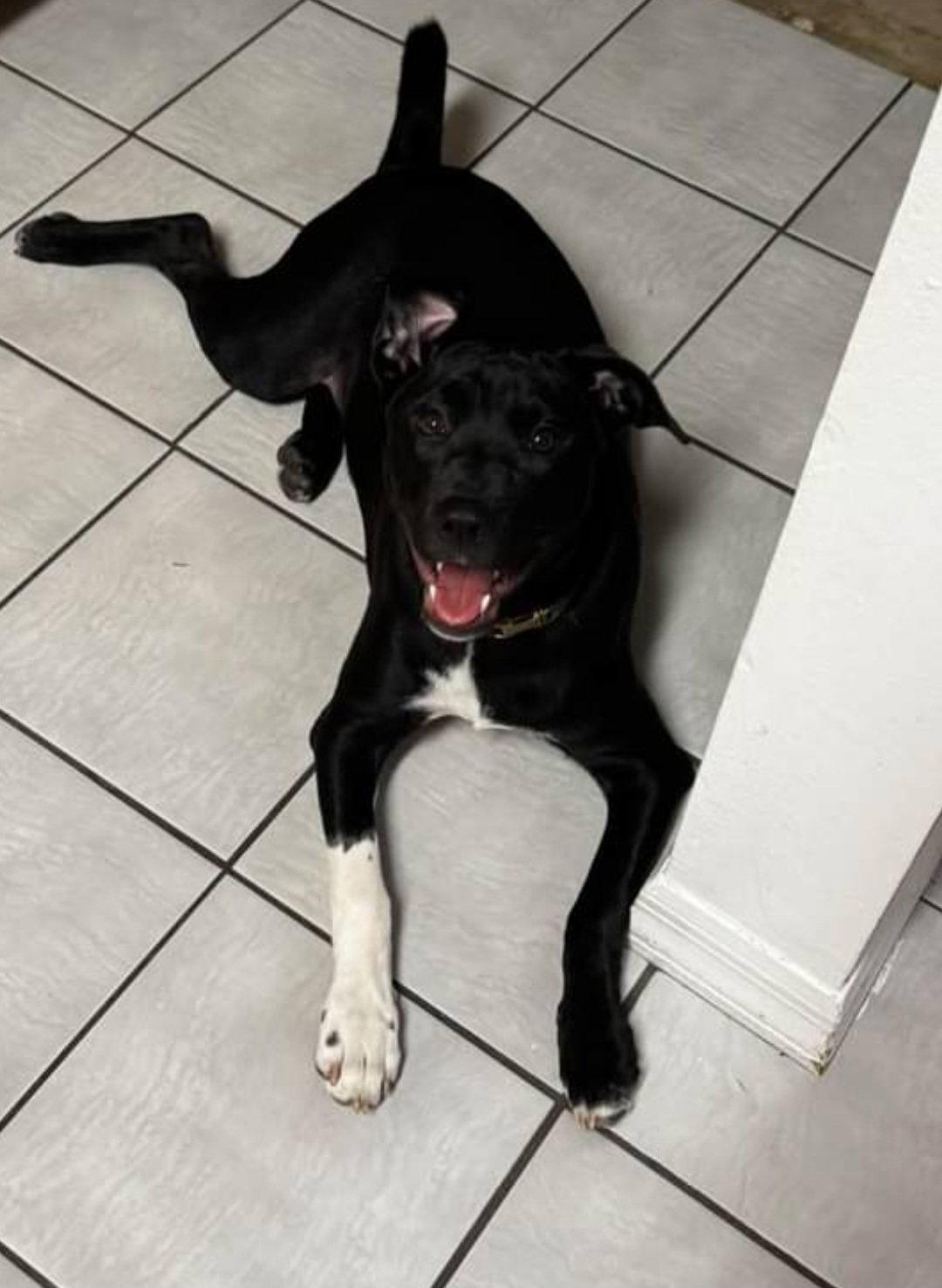 Enlarge Cleo, a Adoptable Labrador Retriever in Sanford, FL image 2/2