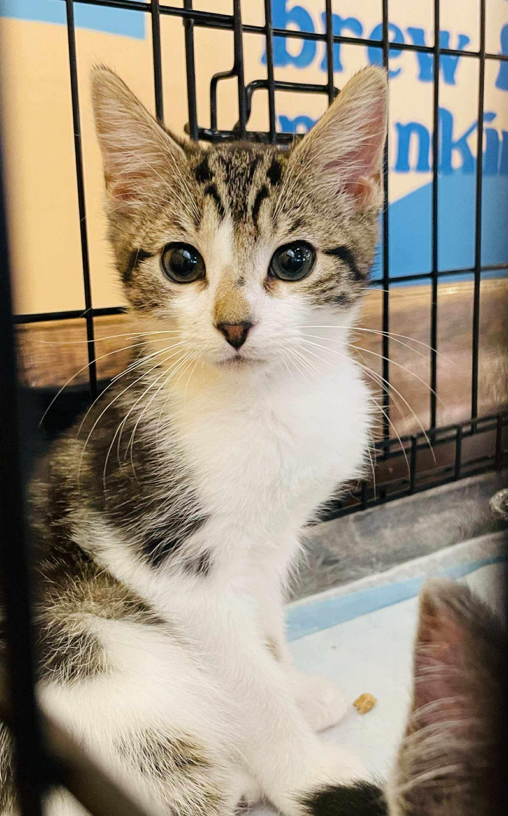 Loafer, Adoptable, Kitten Male Domestic Short Hair.