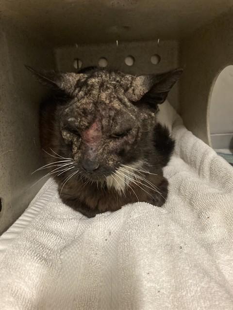 MINOS, Adoptable, Adult Male Domestic Short Hair.