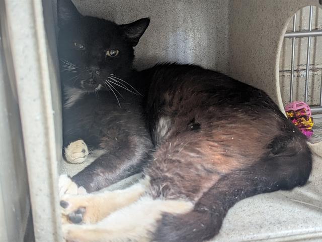 MINOS, Adoptable, Adult Male Domestic Short Hair.