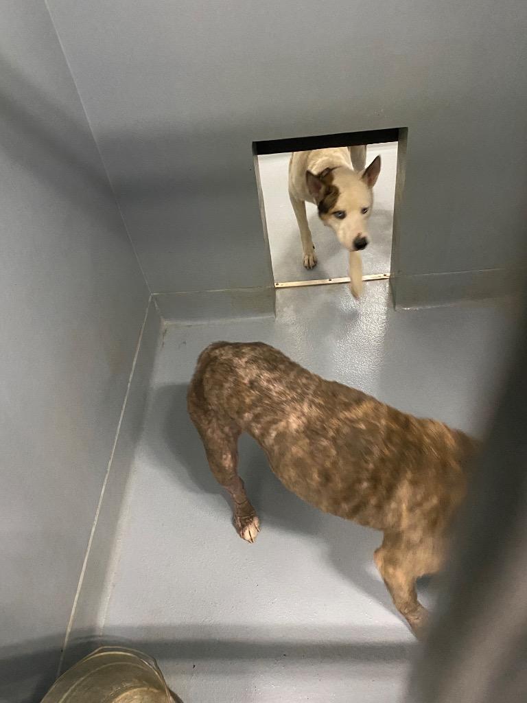 POWER, Adoptable, Adult Male Mixed Breed.