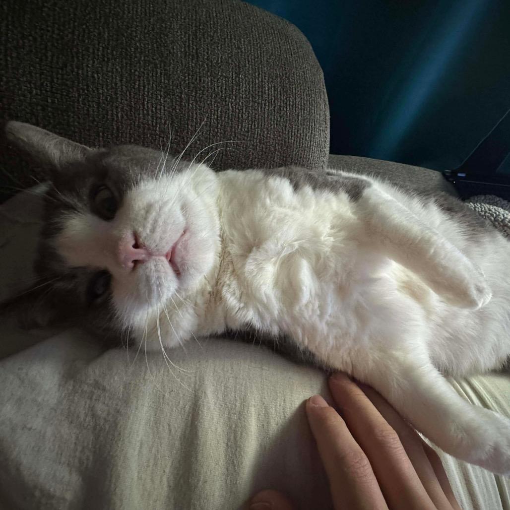 GW, Adoptable, Adult Male Domestic Short Hair.