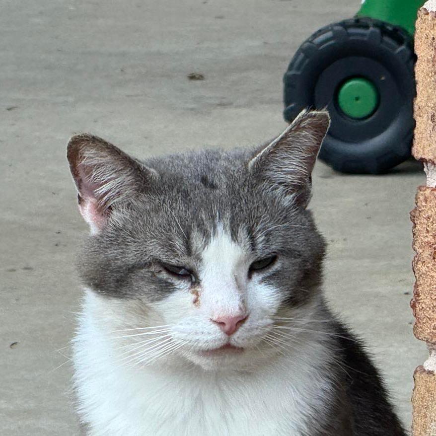 GW, Adoptable, Adult Male Domestic Short Hair.