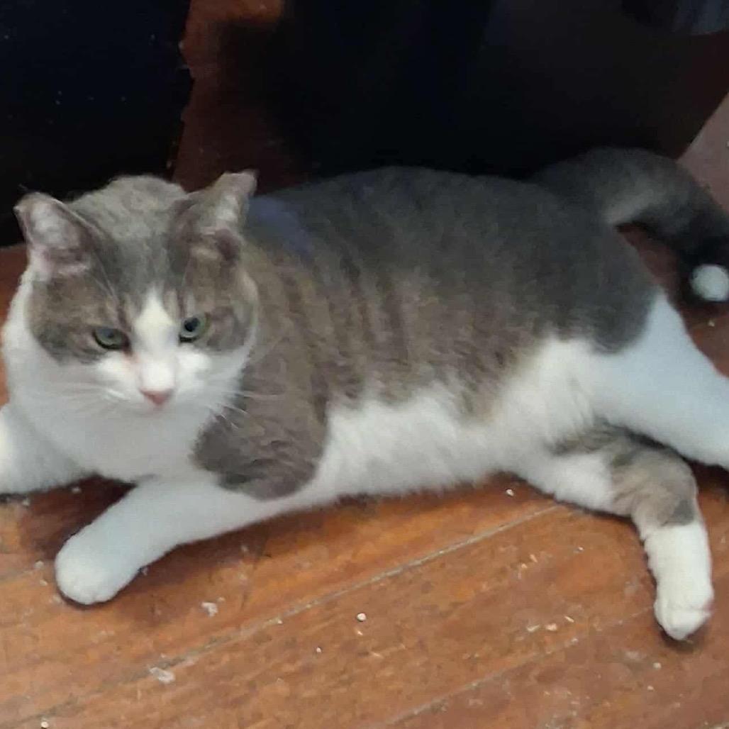 Enlarge GW, a Adoptable Domestic Short Hair in Hedgesville, WV image 2/5