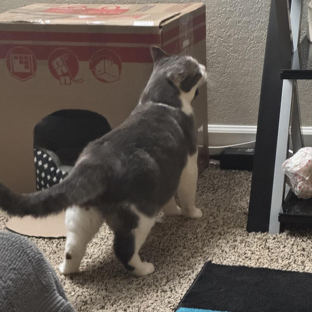 Enlarge GW, a Adoptable Domestic Short Hair in Hedgesville, WV image 2/5