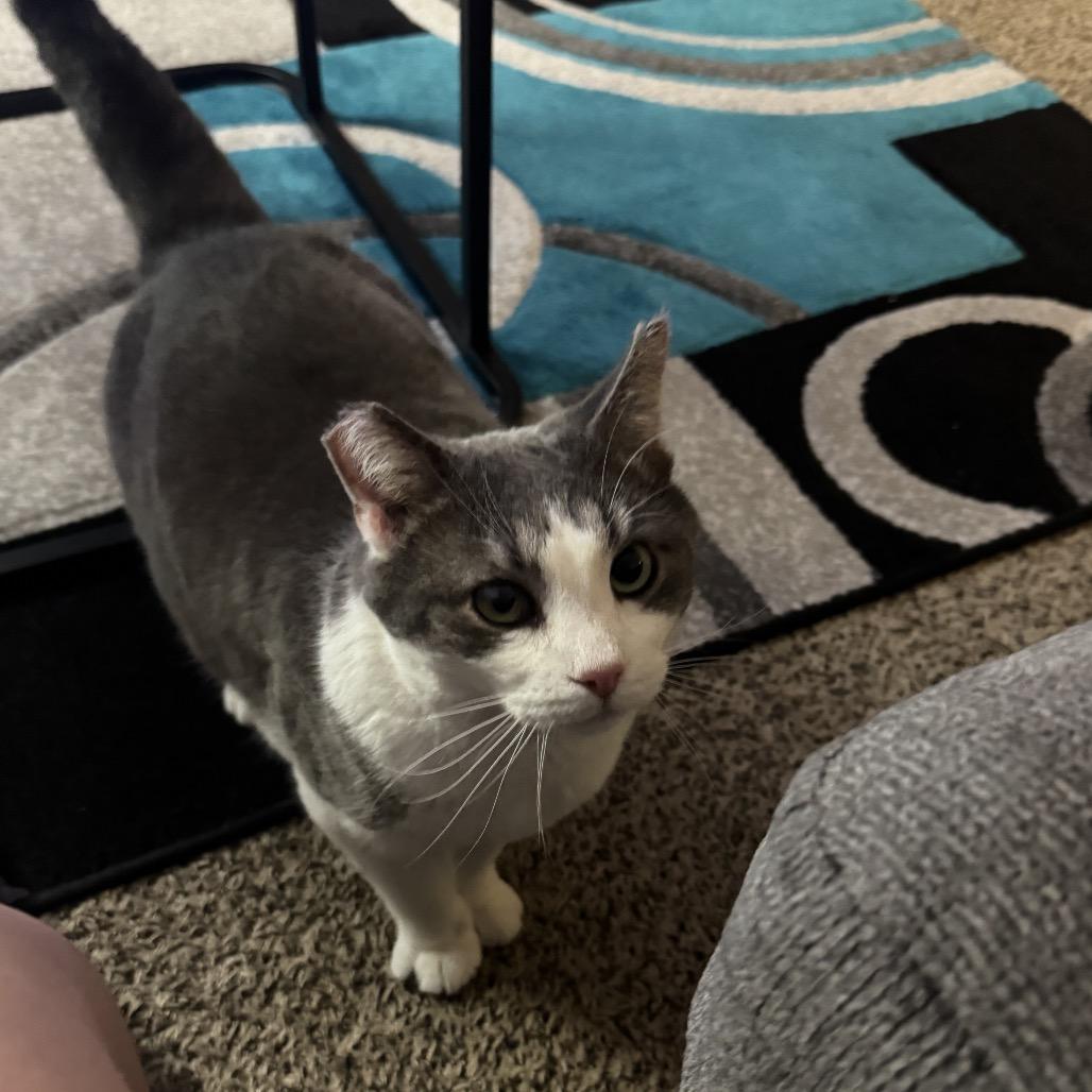 Enlarge GW, a Adoptable Domestic Short Hair in Hedgesville, WV image 3/5