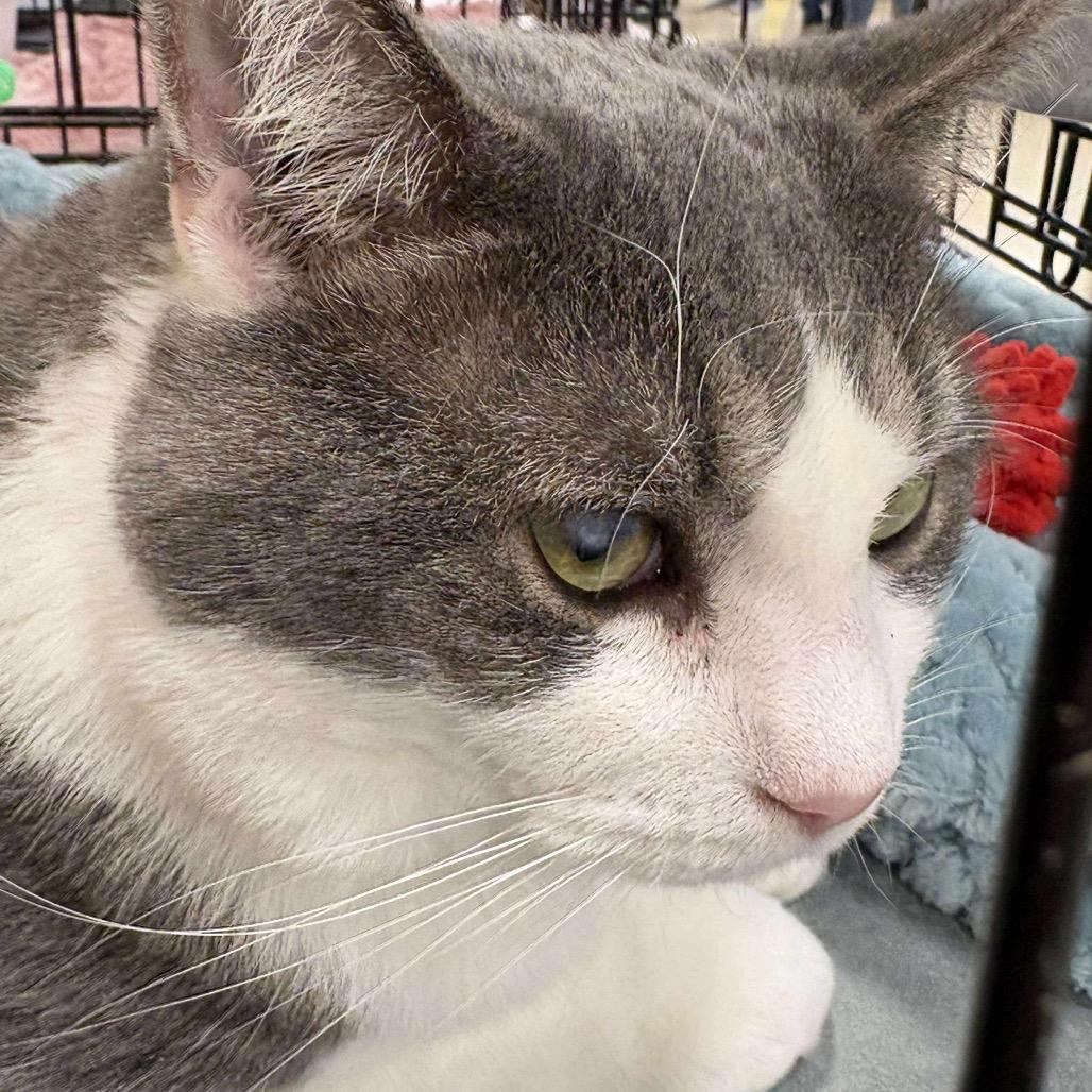 Enlarge GW, a Adoptable Domestic Short Hair in Hedgesville, WV image 3/5