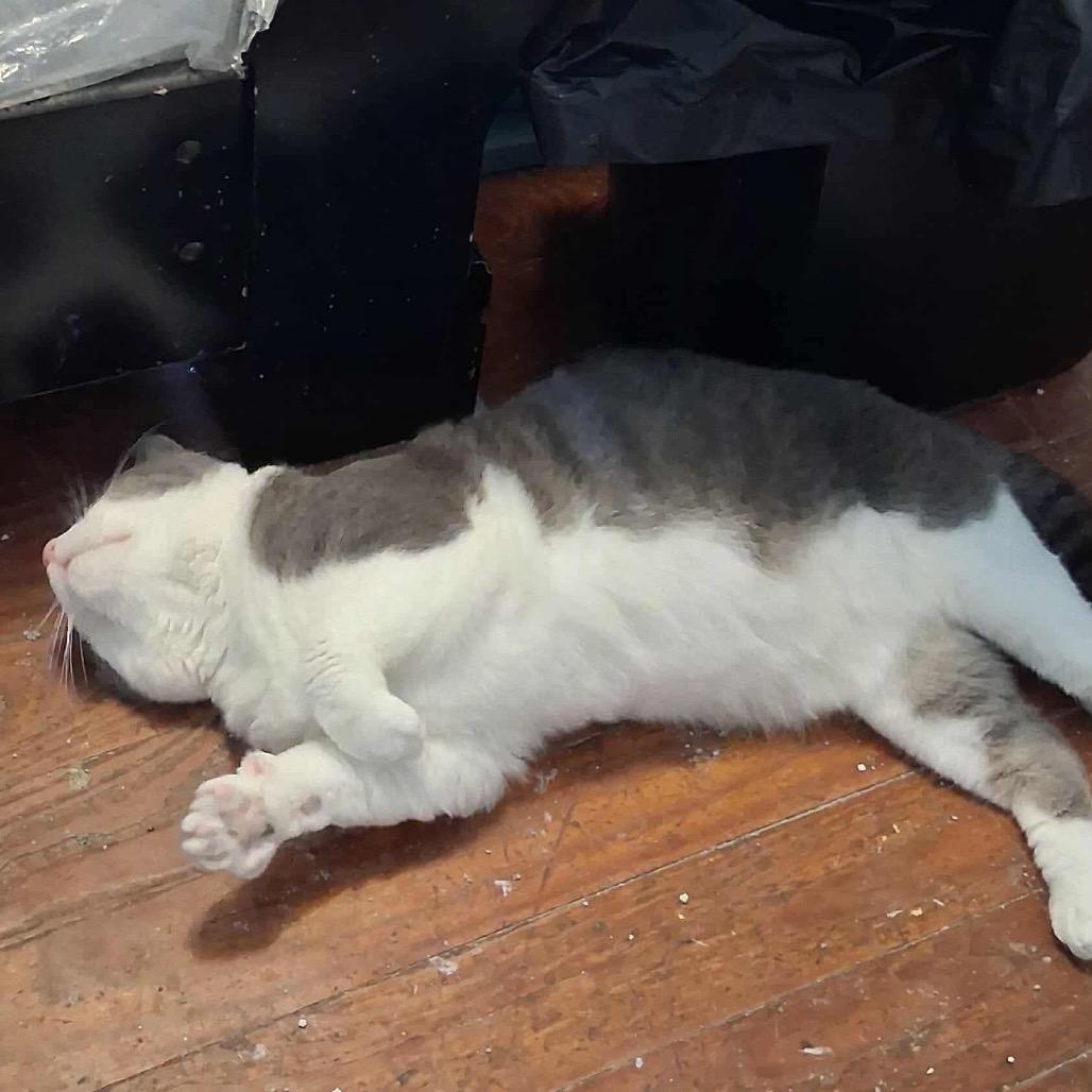 Enlarge GW, a Adoptable Domestic Short Hair in Hedgesville, WV image 4/5