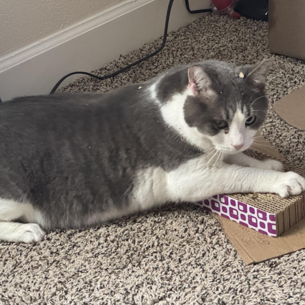 Enlarge GW, a Adoptable Domestic Short Hair in Hedgesville, WV image 6/6