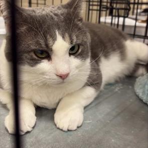 Enlarge GW, a Adoptable Domestic Short Hair in Hedgesville, WV image 5/5