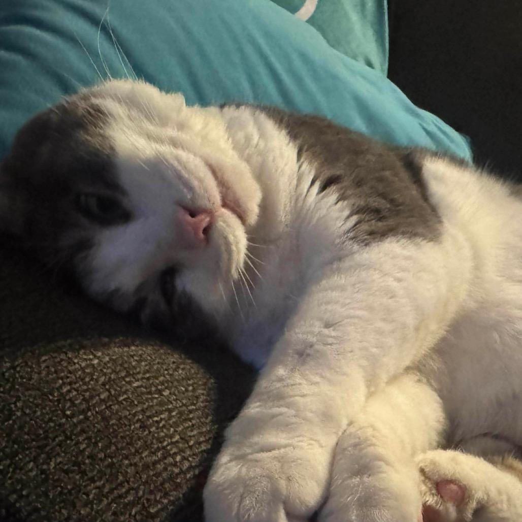 Enlarge GW, a Adoptable Domestic Short Hair in Hedgesville, WV image 6/6