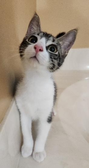 Tippy, a Adoptable Domestic Short Hair in Lafayette, LA image 2/6