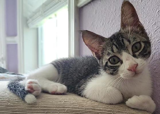 Tippy, a Adoptable Domestic Short Hair in Lafayette, LA image 5/6