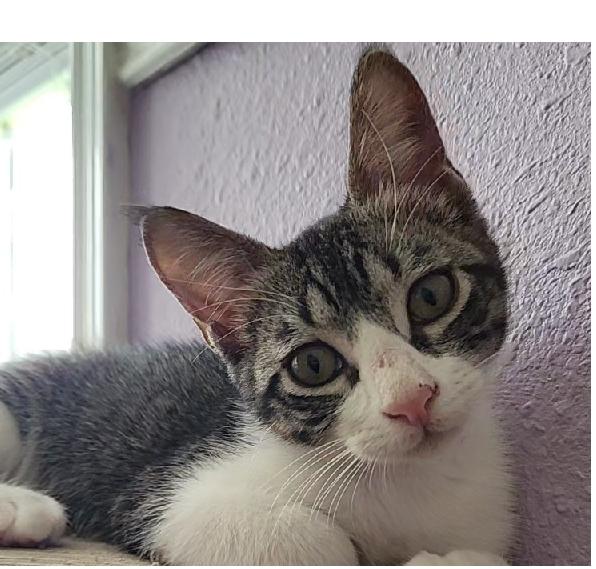 Tippy, Adoptable, Kitten Male Domestic Short Hair.