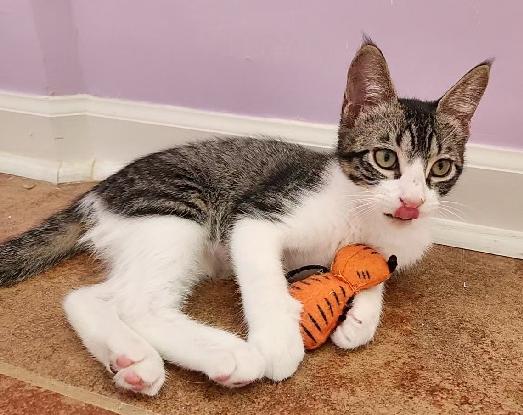 Tippy, a Adoptable Domestic Short Hair in Lafayette, LA image 4/6