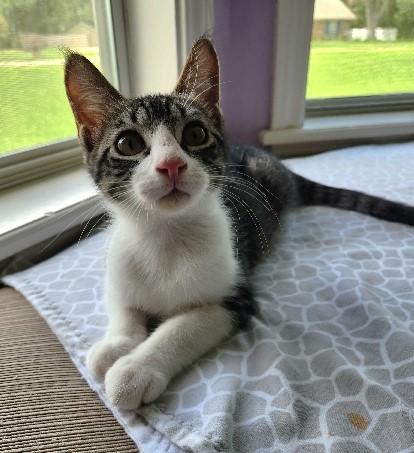 Tippy, a Adoptable Domestic Short Hair in Lafayette, LA image 3/6