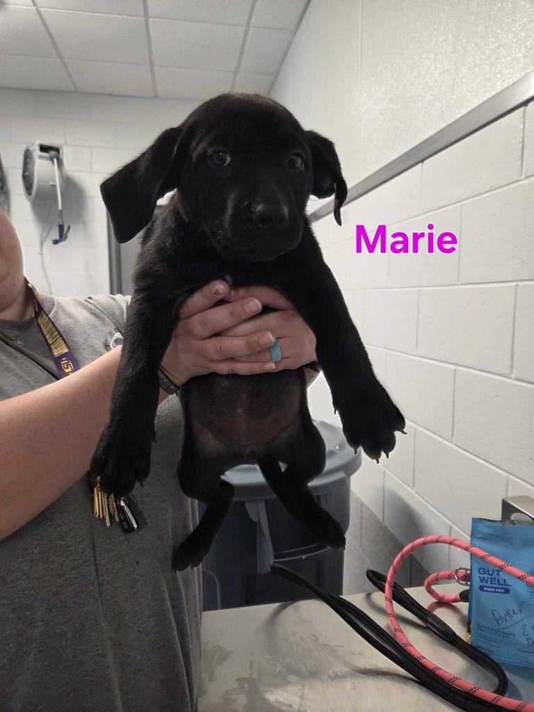 Marie, Adoptable, Puppy Female Labrador Retriever & Affenpinscher.