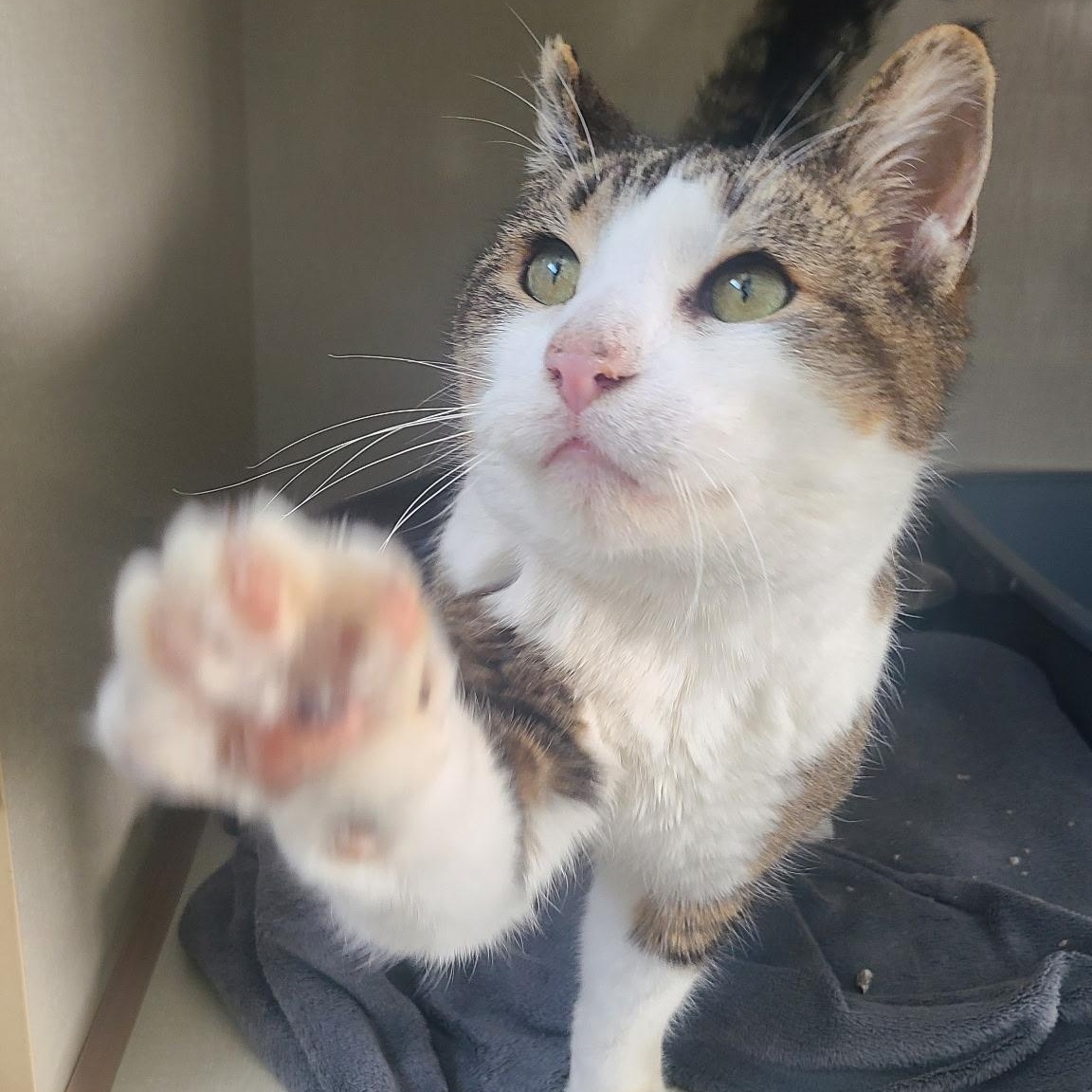 Bing, ADOPTABLE, Adult Male Domestic Short Hair.