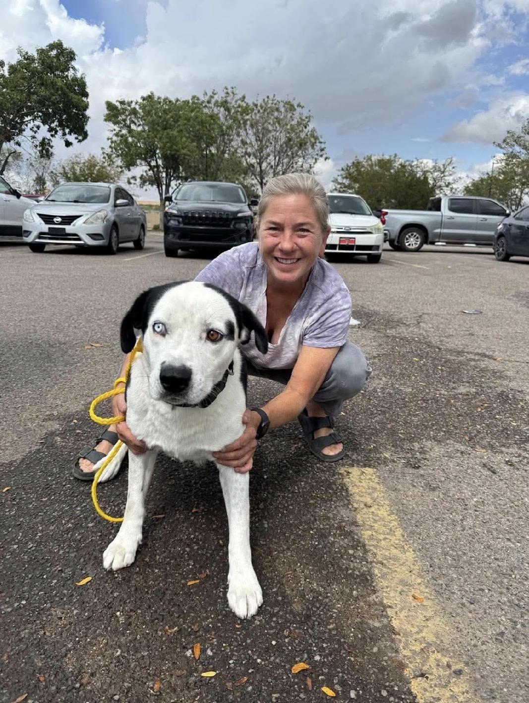 Enlarge Finn, a Adoptable mixed breed in Loveland, CO image 1/5
