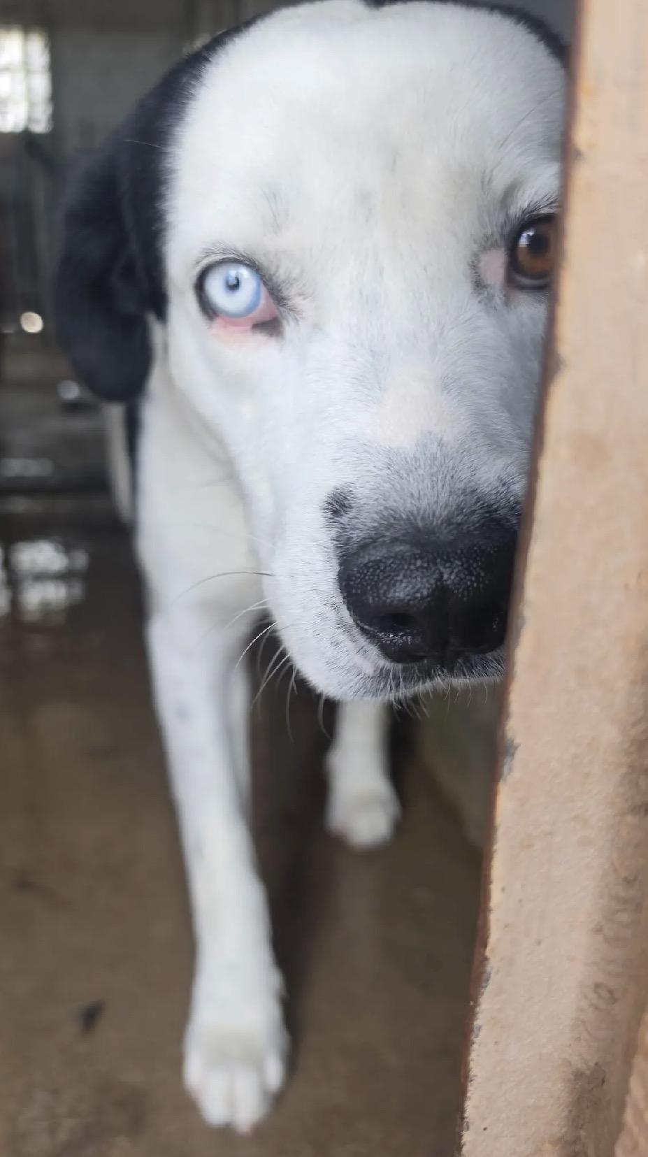 Enlarge Finn, a Adoptable mixed breed in Loveland, CO image 4/5