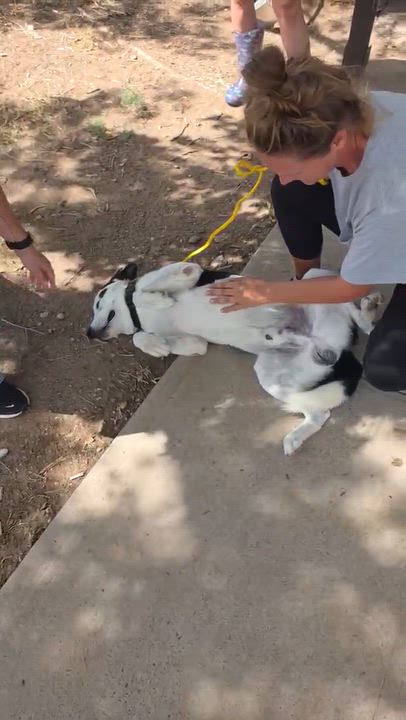 Enlarge Finn, a Adoptable mixed breed in Loveland, CO video 2/5