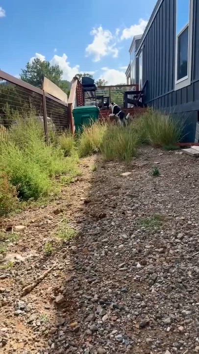 Enlarge Finn, a Adoptable mixed breed in Loveland, CO video 5/5