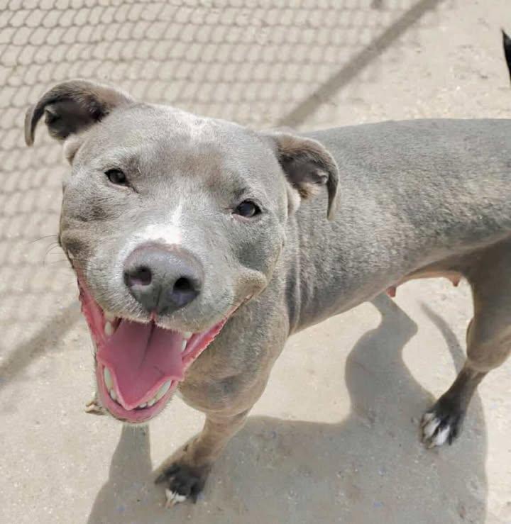 Angel, a Adoptable Pit Bull Terrier in Lincoln, MI image 1/2