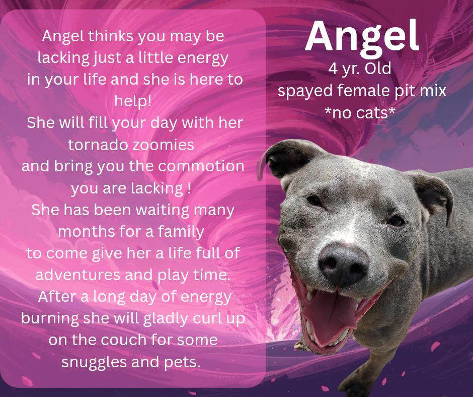 Angel, a Adoptable Pit Bull Terrier in Lincoln, MI image 2/2