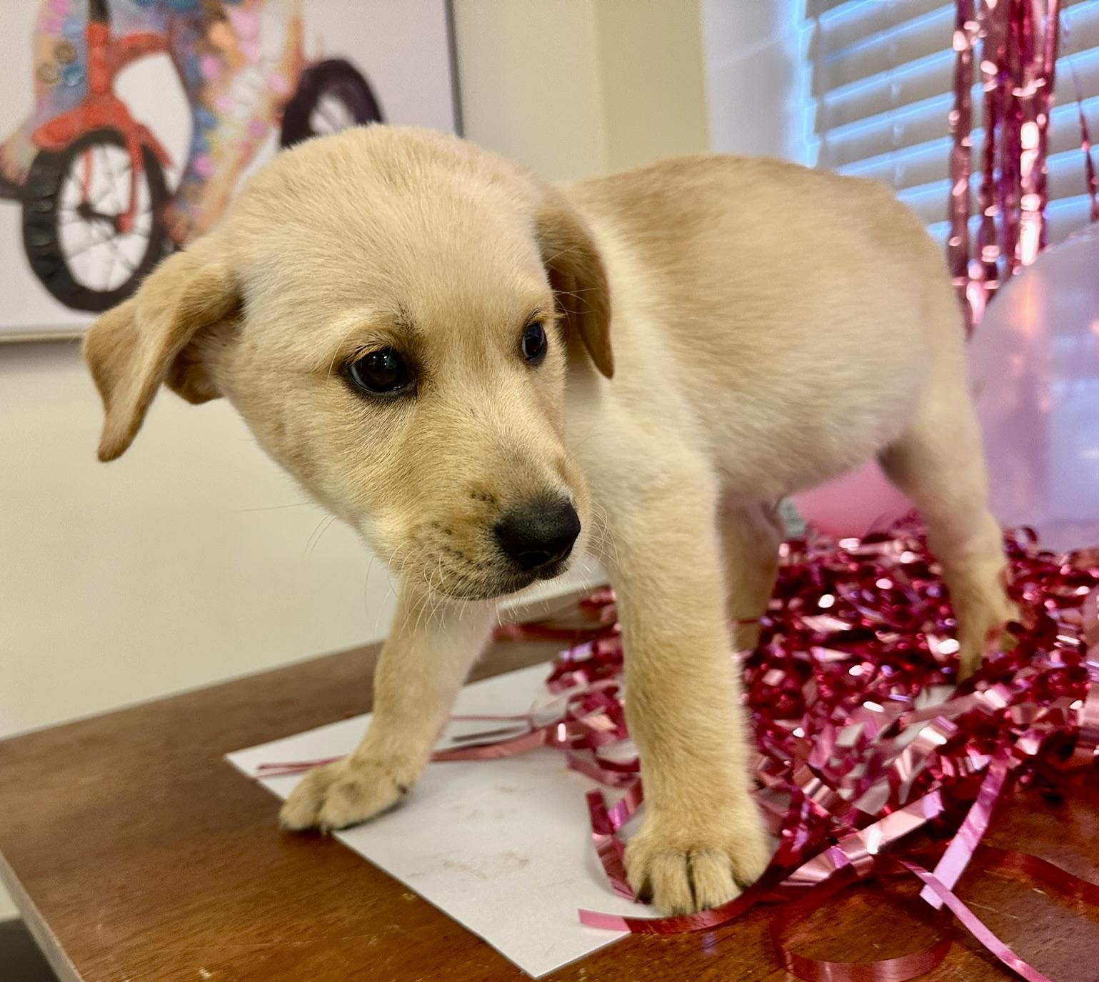 Enlarge Willie, a Adopted mixed breed in Gallatin, TN image 2/5
