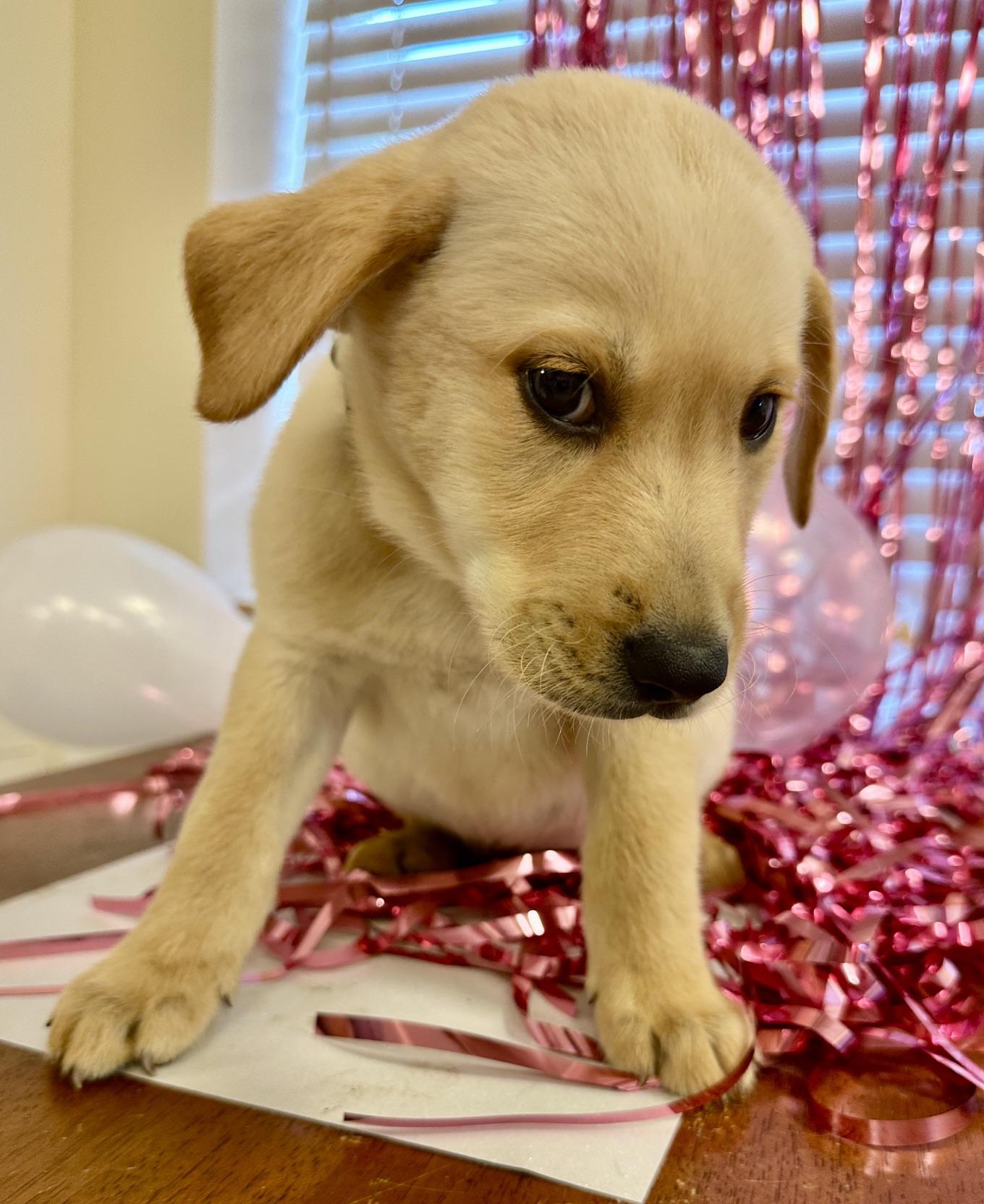 Enlarge Willie, a Adopted mixed breed in Gallatin, TN image 4/5